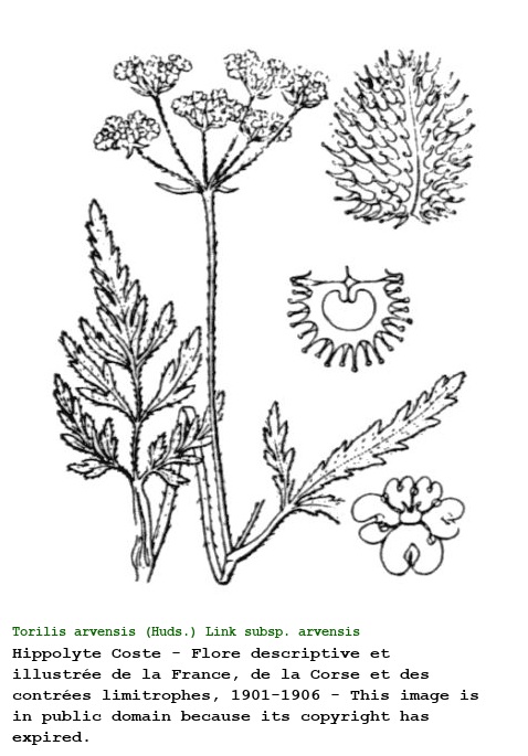 Torilis arvensis (Huds.) Link subsp. arvensis
